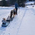 © Poney Luge - Agathe Courtois 