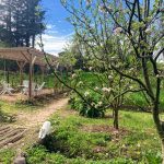 © Jardin médiéval - Marion Mounier