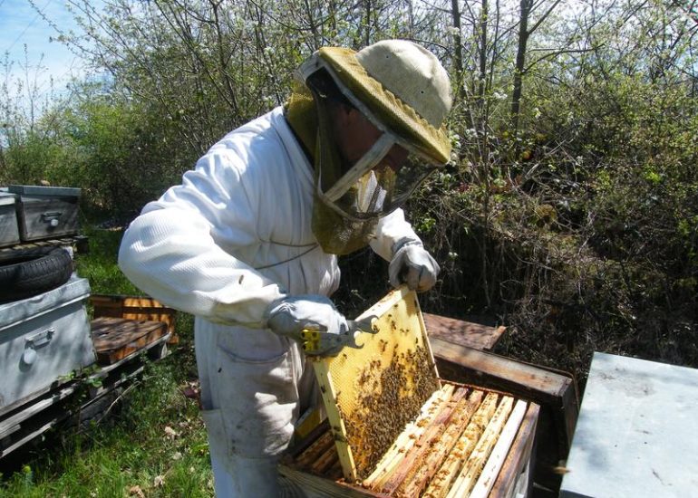 © Apiculteur - Jean-Paul CHARET -     