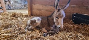 Domaine des Mylânes