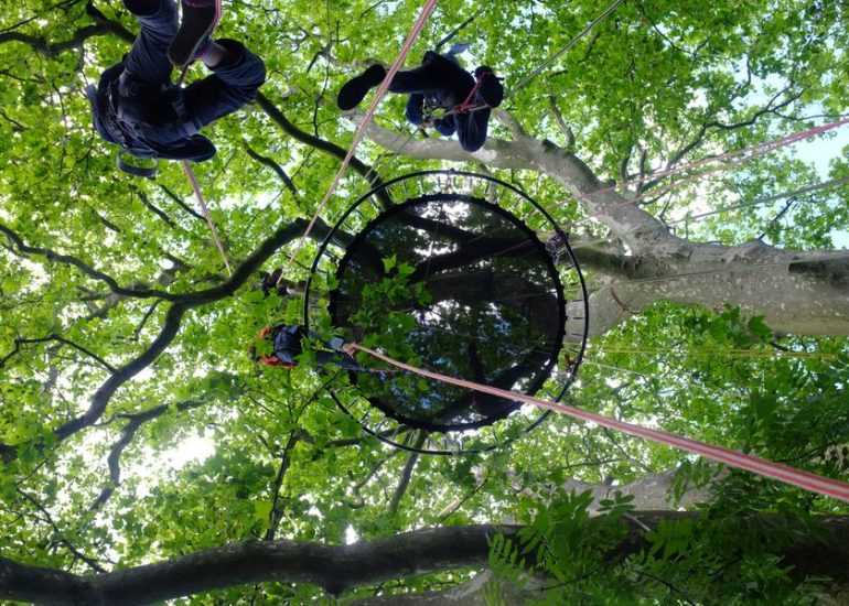 Hêtre en Forez - grimpe d'arbres