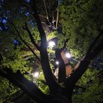 Hêtre en Forez - grimpe d'arbres