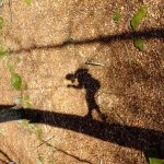 Hêtre en Forez - grimpe d'arbres