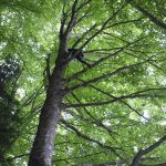Hêtre en Forez - grimpe d'arbres