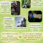 Hêtre en Forez - grimpe d'arbres