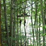 Hêtre en Forez - grimpe d'arbres