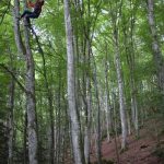 Hêtre en Forez - grimpe d'arbres