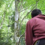 Hêtre en Forez - grimpe d'arbres