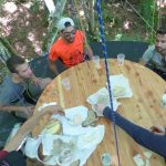 Hêtre en Forez - grimpe d'arbres