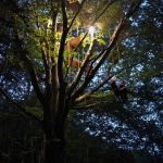 Hêtre en Forez - grimpe d'arbres