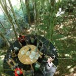 Hêtre en Forez - grimpe d'arbres