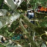 Hêtre en Forez - grimpe d'arbres