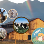© Ferme d'animation Anim Ecow - Ferme pédagogique AnimÉcow