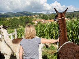Ferme d'élevage de lamas - Les gentilles canailles