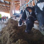 La Ferme des Délices Foréziens_Saint-Cyr-les-Vignes