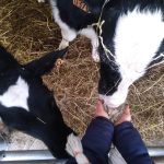 La Ferme des Délices Foréziens_Saint-Cyr-les-Vignes