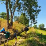 © Docil'âne - Marie OLIVIER