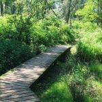 © Sentier de la forêt vierge_Montrond-les-Bains - OT Forez-Est