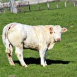 © Sentier Le Fay_Saint-Martin-Lestra - OT Forez-Est