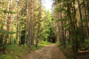 Sentier des bois, le Pas de St-Martin