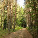 © Sentier des bois - AM - OT Loire Forez