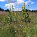 © Au Chapio du Soleillant_Verrières-en-Forez - Clavelloux Patrick et Yvette