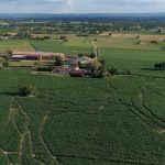 Labyrinthe de maïs_Saint-Cyr-les-Vignes