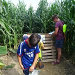 Labyrinthe de maïs_Saint-Cyr-les-Vignes