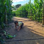 Labyrinthe de maïs_Saint-Cyr-les-Vignes
