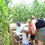 Labyrinthe de maïs_Saint-Cyr-les-Vignes