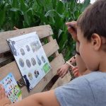 Labyrinthe de maïs_Saint-Cyr-les-Vignes