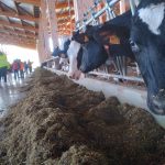 Le petit marché du glacier_Saint-Cyr-les-Vignes