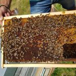 © Miellerie La Grange aux abeilles_Estivareilles - Lionel BEYSSAC