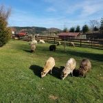 © Miellerie La Grange aux abeilles_Estivareilles - Lionel BEYSSAC