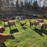 © Miellerie La Grange aux abeilles_Estivareilles - Lionel BEYSSAC