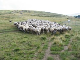 Journée du mouton