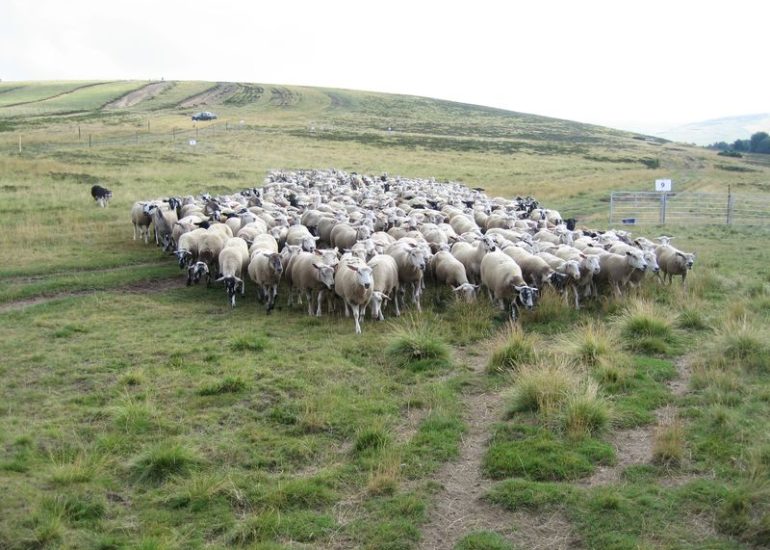 Journée du mouton