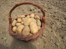 30ème marche  de la pomme de terre