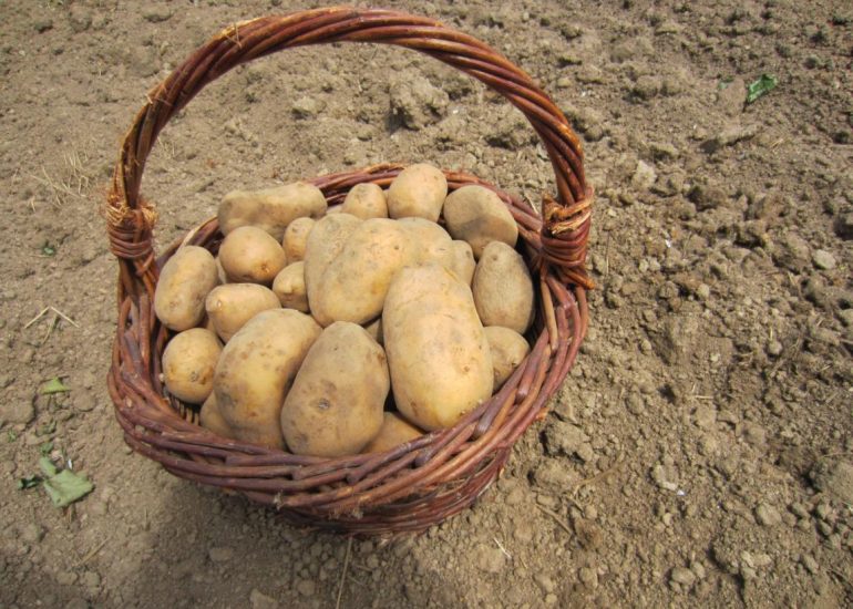 30ème marche  de la pomme de terre