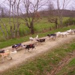 © Chiens de traîneaux - Dubost nature - Christian Dubost