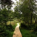 © Sentier du Marais - Anne Massip