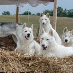 © Cani rando avec Zou.Loups Canins - Sébastien Lutz