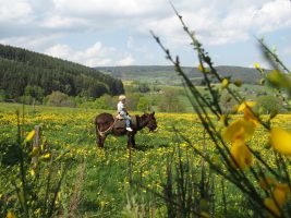 Randos pays'ânes - hiking in the company of a donkey