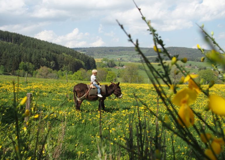 © Randos pays'ânes - hiking in the company of a donkey - Les 3 M en vadrouille