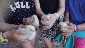 A la découverte des activités de la ferme.