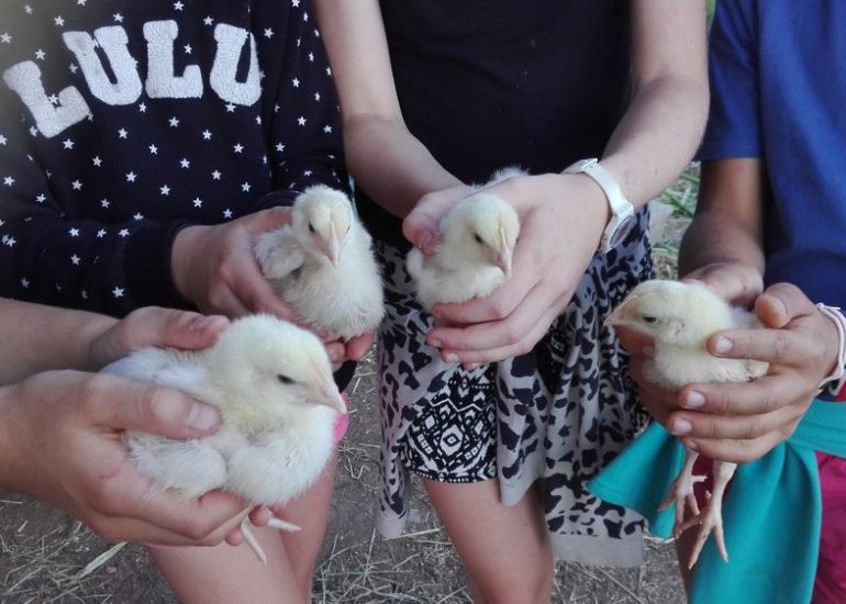 A la découverte des activités de la ferme.