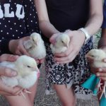 A la découverte des activités de la ferme.