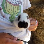 A la découverte des activités de la ferme.
