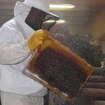 Guided tours - The world of bees and the work of the beekeeper