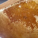 © Guided tours - The world of bees and the work of the beekeeper - Vuthéara